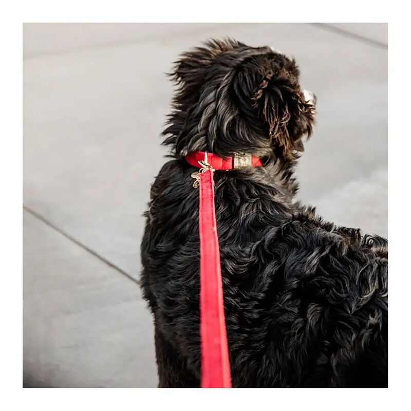 Attrezzatura per animali domestici  42534 120cm